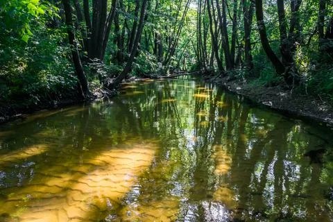 Forest river with yellow sandy bottom Stock Photos