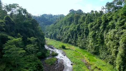 Forest River.mp4 Stock Footage 116773324