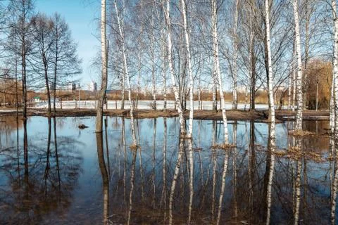 Forest on a riverside Stock Photos