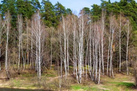 Forest on a riverside Stock Photos