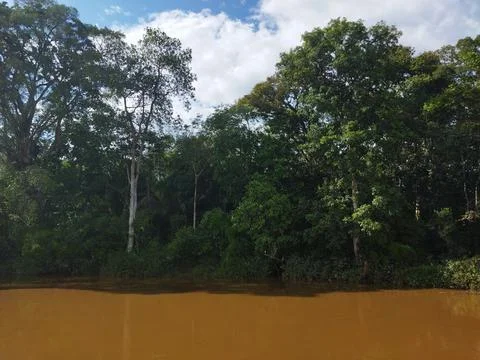 Forest on the Riverside Stock Photos