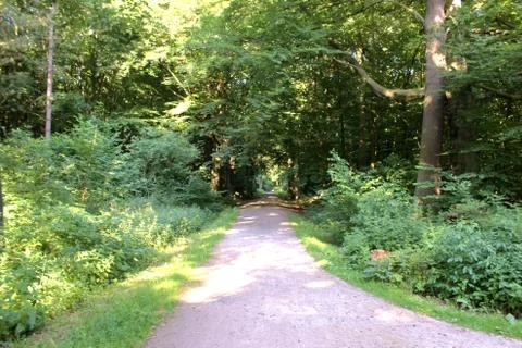 Forest Road-2 Stock Photos