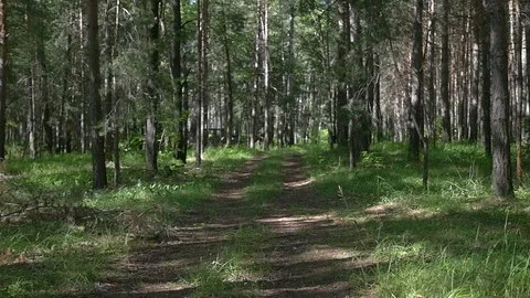 Forest Road 3 스톡 동영상 70990126