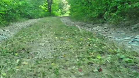 Forest road 3 Stock Footage 290024231