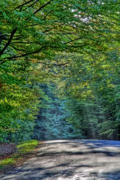 Forest road abstract background in hdr Stock Photos