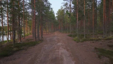 A forest road among coniferous trees. Moving forward along a forest road through Видео 312260267