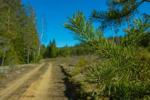 Forest road and forest with different trees: spruce, pine, birch. Farmer's farm. Stock Photos