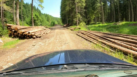 Forest road and log trees on the side of the road Stock Footage 159756305