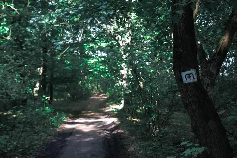 A forest road and a mark tree. Stock Photos