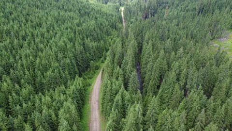 Forest road and river in the mountains of Transylvania.4K Stock Footage 157637599