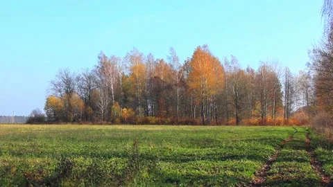 Forest road with autumn colored trees Stock Footage 123411669