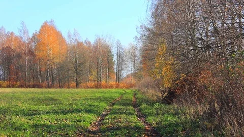 Forest road with autumn colored trees Stock Footage 123411922
