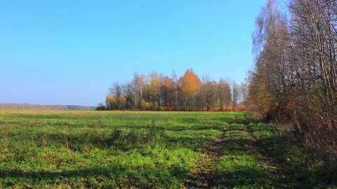 Forest road with autumn colored trees Stock Footage 123412067
