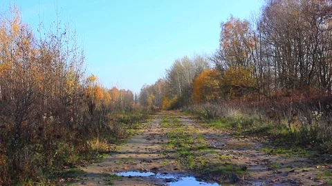 Forest road with autumn colored trees Stock Footage 123412102