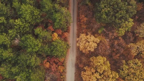 Forest with road in Autumn Stock Footage 98054982
