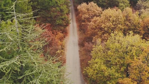 Forest with road in Autumn Stock Footage 98054985
