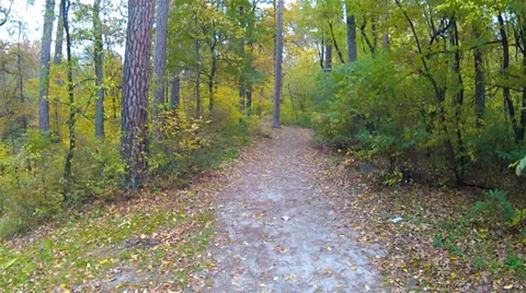Forest road in the autumn. Stabilized clip Stock Footage 31704367