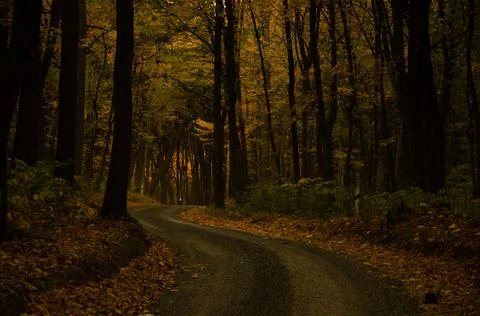 Forest road between trees with yellow leaves. Autumn season concept. Stock Photos