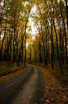 Forest road between trees with yellow leaves. Autumn season concept. Foto stock
