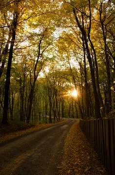 Forest road between trees with yellow leaves. Autumn season concept. Stock Photos