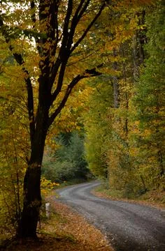 Forest road between trees with yellow leaves. Autumn season concept. Stock Photos