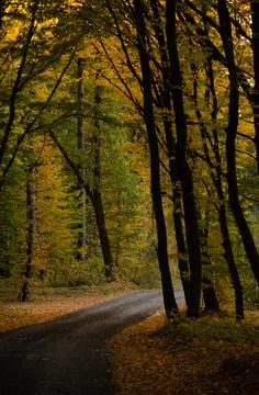 Forest road between trees with yellow leaves. Autumn season concept. Stock Photos