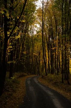 Forest road between trees with yellow leaves. Autumn season concept. Stock Photos