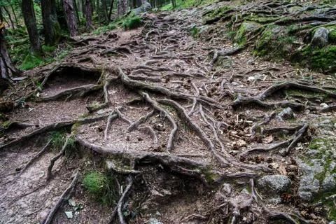 Forest road with big tree roots Stock Photos