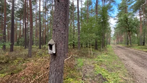 Forest Road with Birdhouse on a Pine Tree Stock Footage 344995880