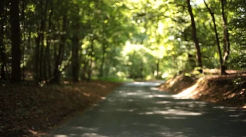 Forest Road Blurry Background Stock Footage 47829346