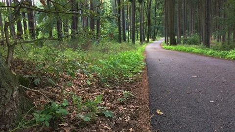 Forest Road in a breeze Stock Footage 77926314