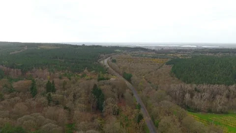 Forest road with car driving through dense woodland with patches of green and 動画素材 334041561
