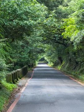 Forest road on a cloudy day Stock Photos