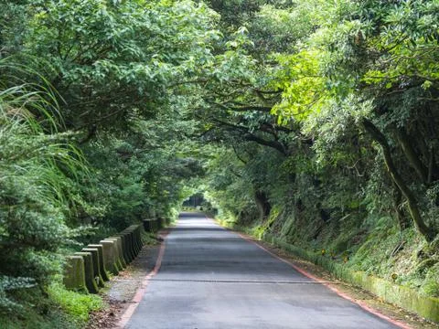 Forest road on a cloudy day Stock Photos