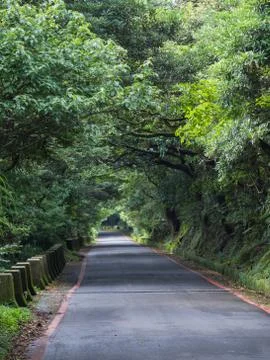 Forest road on a cloudy day Stock Photos