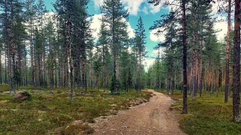 Forest road curving through open pine woodland under bright spring sky in S.. Fotos de archivo
