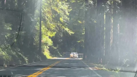 Forest Road with Dappled Sunlight Stock Footage 293741158
