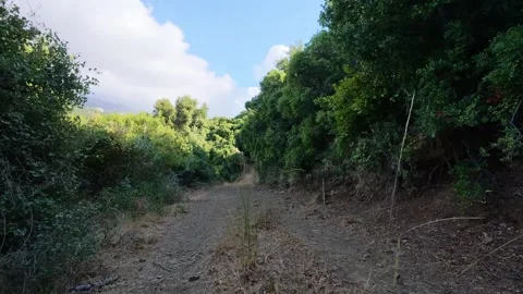 Forest Road With Dense Vegetation and Evening Light in Greece Video stock 321533392