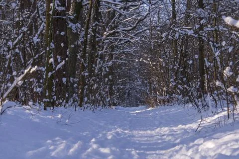 Forest road in a dense winter forest Stock Photos