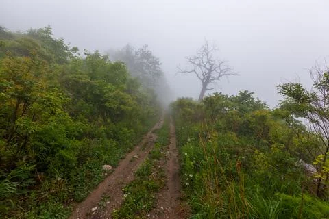 Forest Road. Dirt forest road among green trees standing in the fog. Foto stock