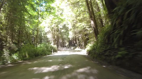 Forest Road Drive-Lapse Stock Footage 44094013