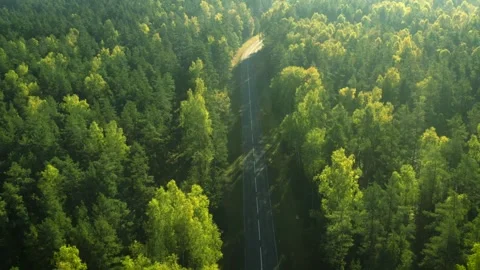 Forest road, drone aerial view, green lush woods Stock Footage 287944218