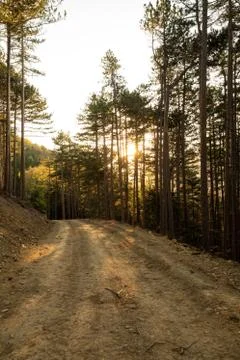 Forest road during sunset in spring in austria Foto stock