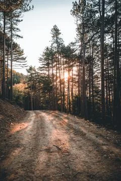 Forest road during sunset in spring in austria Stock Photos