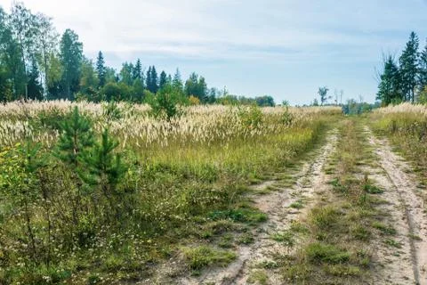Forest road in early fall. Stock Photos