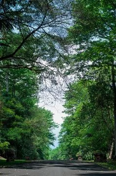 The forest road on either side is covered with shady trees Stock-Fotos