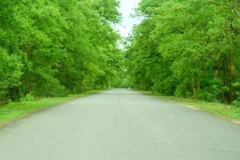Forest road environment Stock Photos