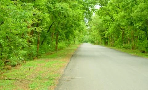 Forest road environment Foto stock