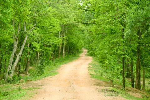 Forest road environment Foto stock
