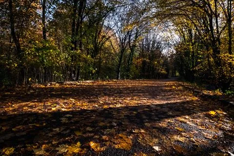 Forest road in fall Stock Photos